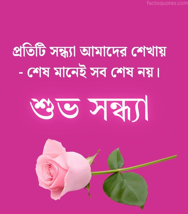 Inspiring Good Evening Quotes Bangla with Rose