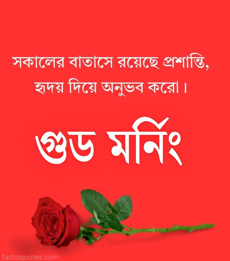 Good Morning Quotes Bengali with Rose Flower for Lovers