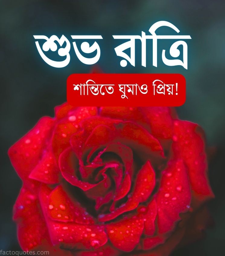 Bengali Shubh Ratri Wishes for Lover with Rose