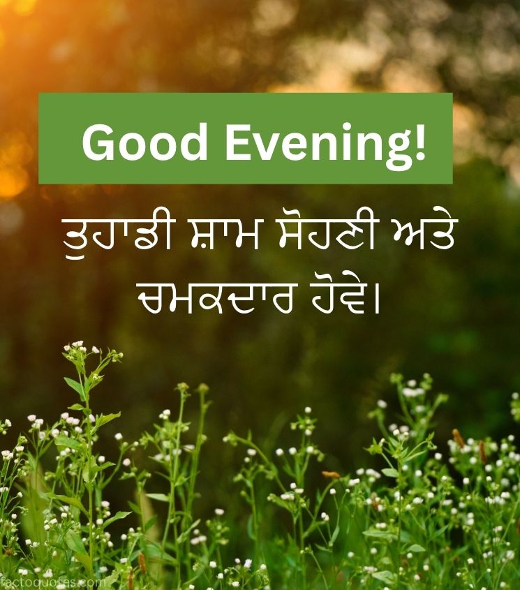 Punjabi Good Evening Flowers Pics for Status