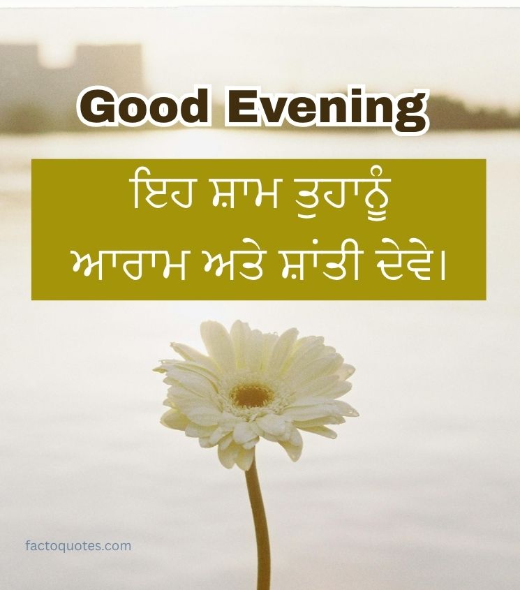 Good Evening Punjabi Flower for Status