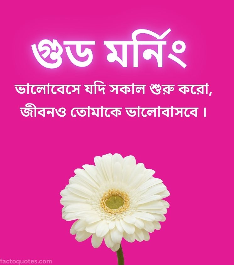 Bengali Good Morning Images with White Flower