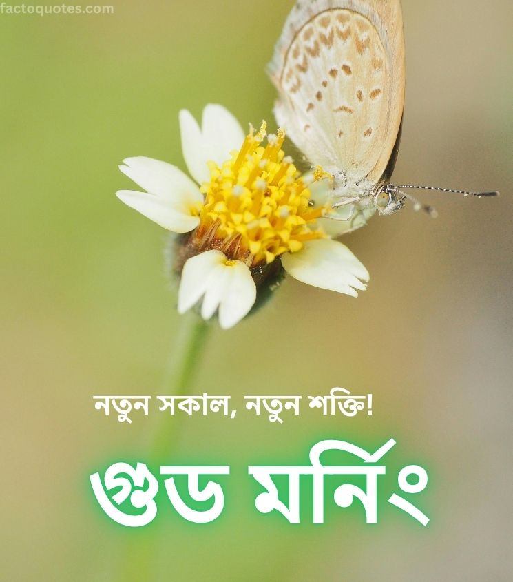 Bengali Good Morning Images with Flowers and Butterfly