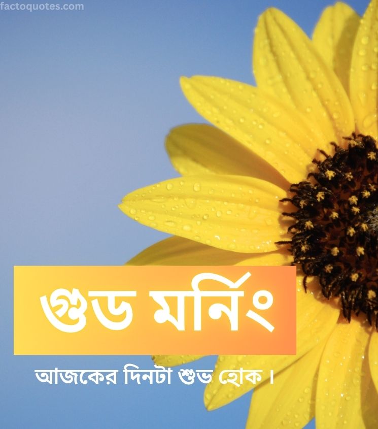 Bengali Good Morning Wishes with Sunflower Images