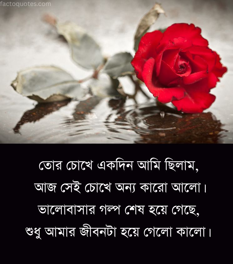 Sad Shayari Bengali Pics with Rose