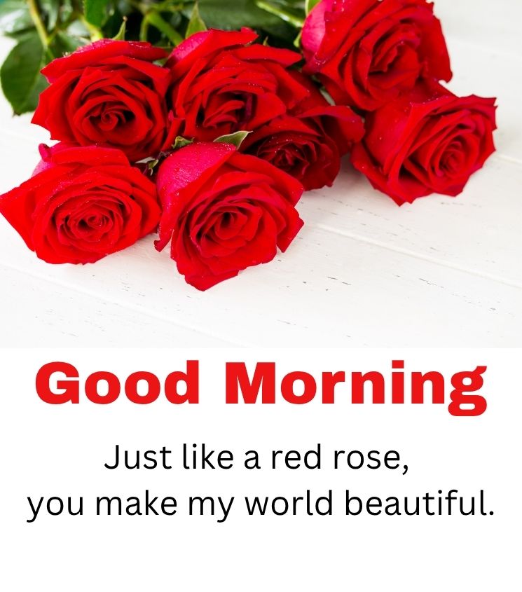 Beautiful Good Morning Rose Images for Her