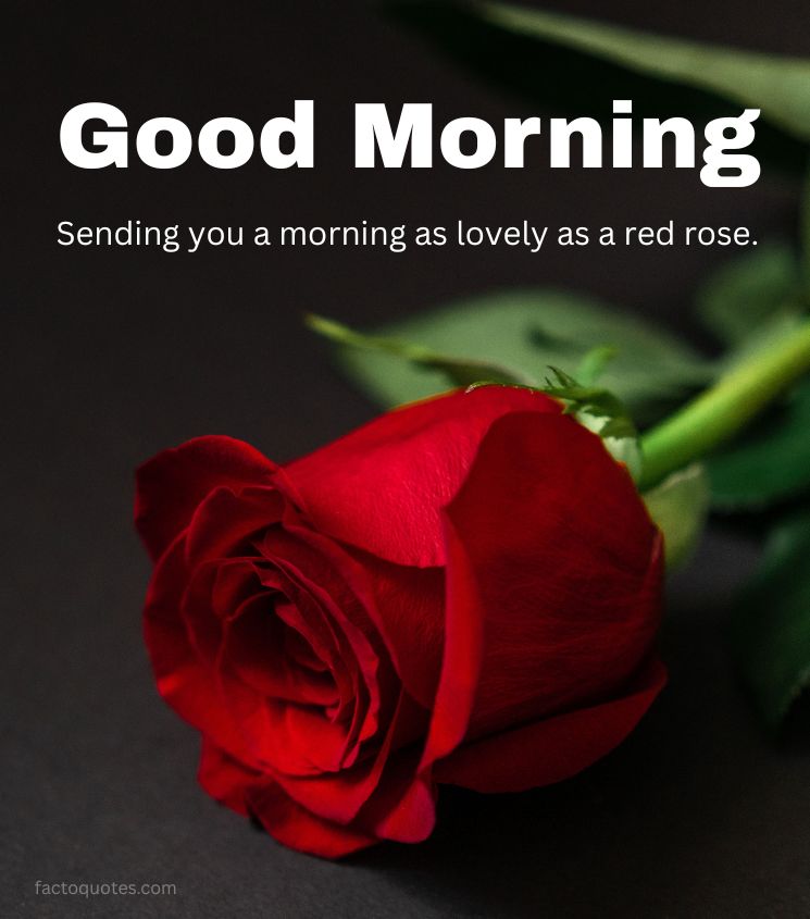 Love Good Morning Greetings with a Red Rose