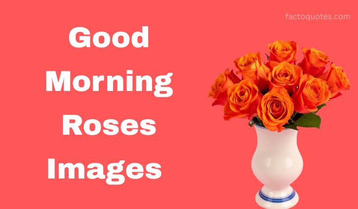 Good Morning Rose Images for Lover