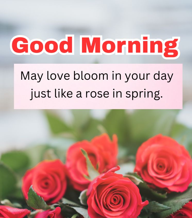 Good Morning Rose Flower Images