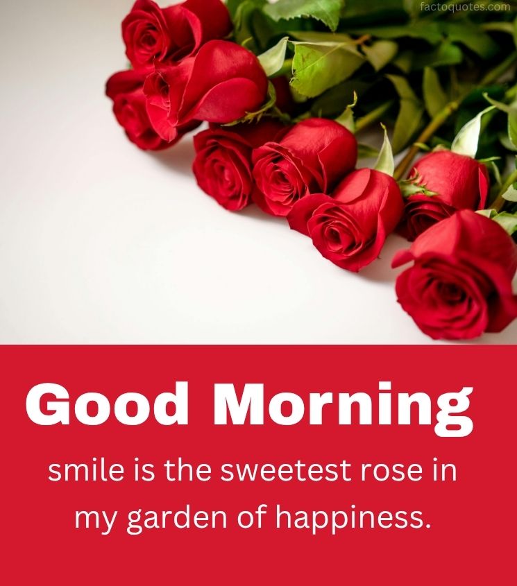 Good Morning Red Rose Flower Pics for Her