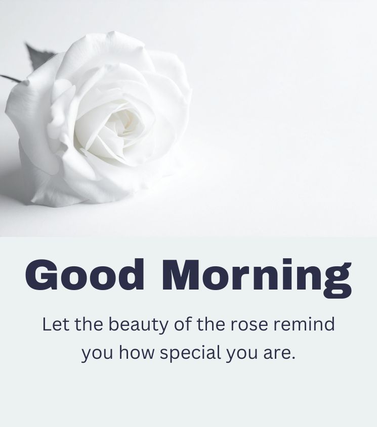 White Rose with Good Morning Wishes
